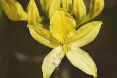 Close-up of insect on yellow flower