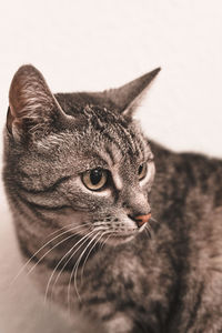 Close-up of a cat looking away