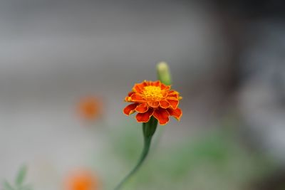 Close-up of yellow flower blooming outdoors