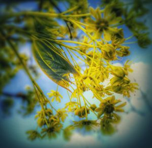 Close-up of yellow flowers