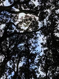 Low angle view of trees against sky