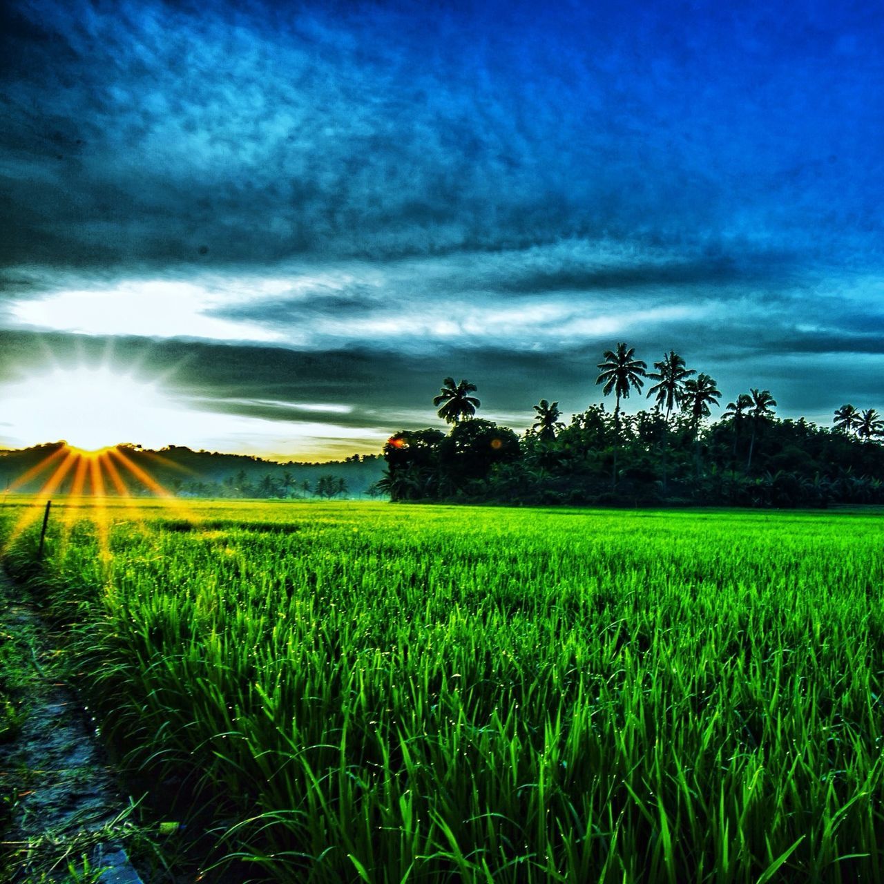 field, landscape, sky, rural scene, tranquil scene, tranquility, agriculture, beauty in nature, scenics, sunset, cloud - sky, nature, farm, growth, grass, crop, tree, cultivated land, cloud, sunbeam