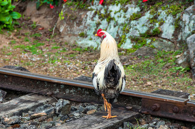 Close-up of rooster