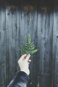 Close-up of hand holding leaf against wooden wall