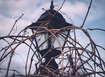 Low angle view of bird on bare tree against sky