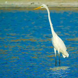 White heron on a lake