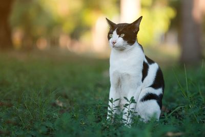 Cat sitting in a field