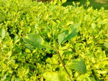 Close-up of fresh green plants