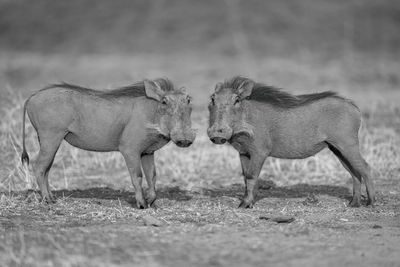 Mono common warthogs stand turning towards camera