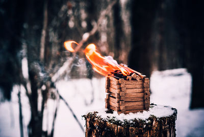 Close-up of log in snow