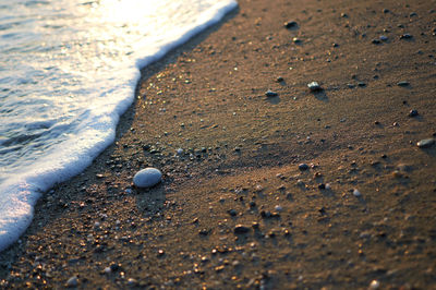 Close-up of crab on sand