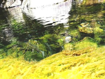 Reflection of trees in lake