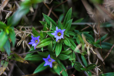 Close-up of purple flowering plants