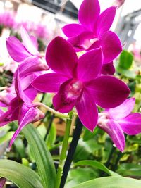 Close-up of pink flowering plant