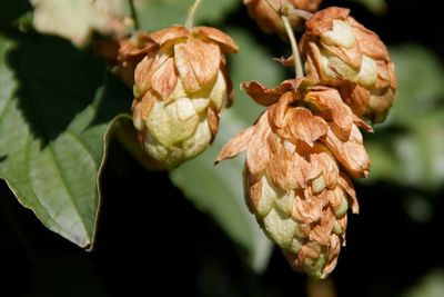 Close-up of wilted flower