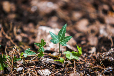 Ivy growing on ground