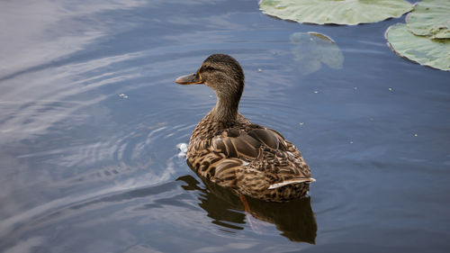 High angle view of duck swimming in lake
