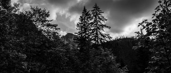 Low angle view of trees in forest against sky