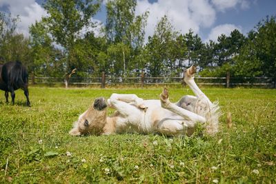 Horses in a field