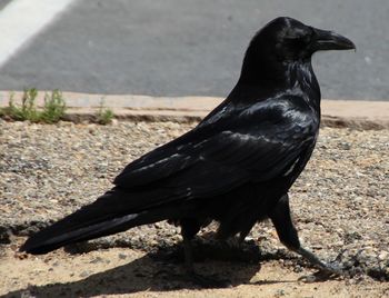 Close-up of black bird