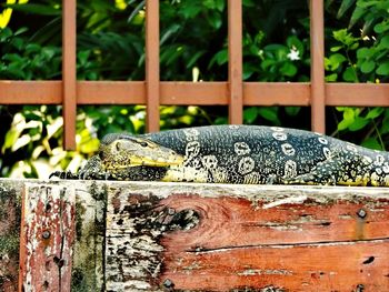 Close-up of lizard on wooden fence