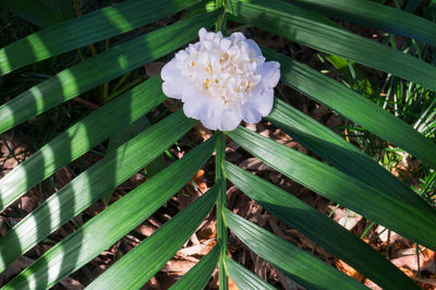 Close-up of white flowering plants