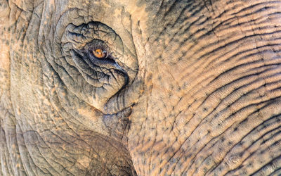 Full frame shot of elephant