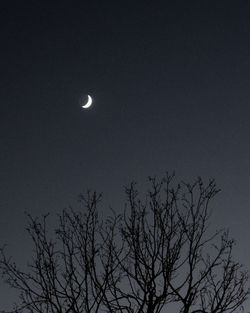 Low angle view of silhouette tree against sky at night