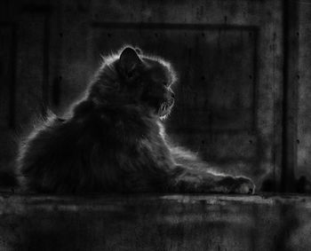Cat looking away