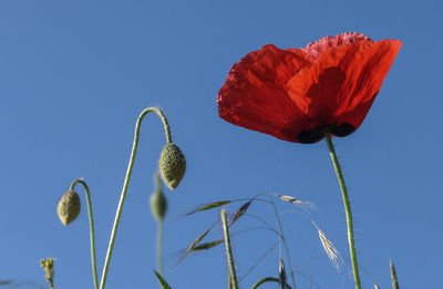 Close-up of red poppy against blue sky
