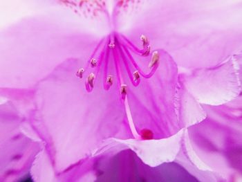 Macro shot of pink flowering plant