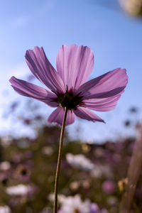 Close-up of pink flower