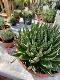 High angle view of succulent plant