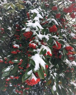 Close-up of christmas tree during winter