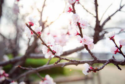 Close-up of cherry blossoms in spring