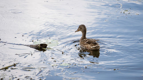 High angle view of ducks swimming in lake