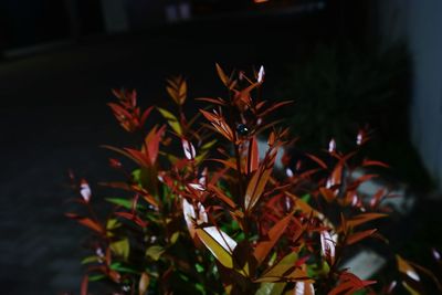 Close-up of flower plant at night