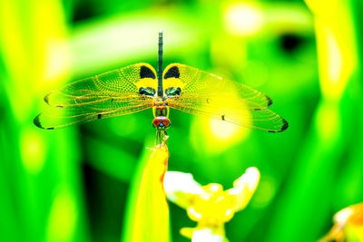 Close-up of butterfly on leaf