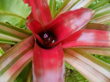 Close-up of flower growing outdoors
