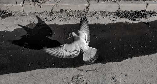 High angle view of seagull flying