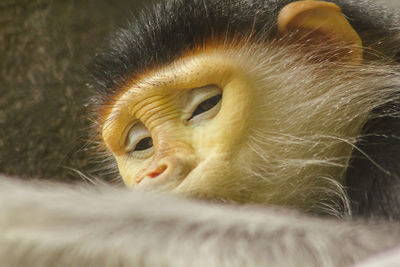 Close-up of eye