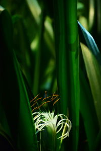 Close-up of fresh green plant