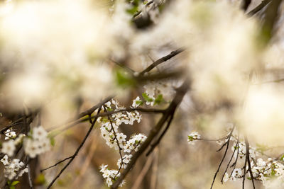 Close-up of white flowering plant