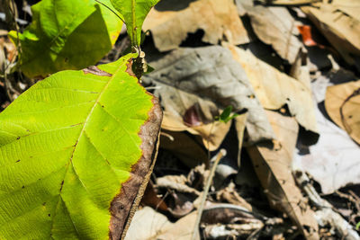 Close-up of dry leaves on field