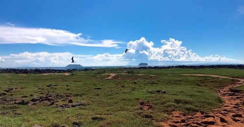 Scenic view of field against sky