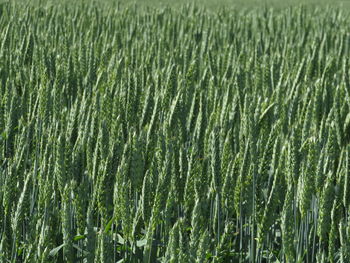 Full frame shot of corn field