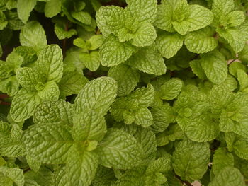 Full frame shot of plants