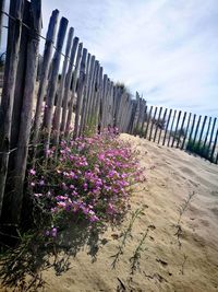 Purple flowering plants by fence against sky