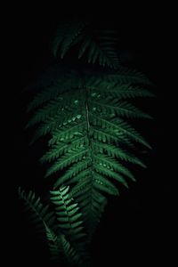 Close-up of fern at night