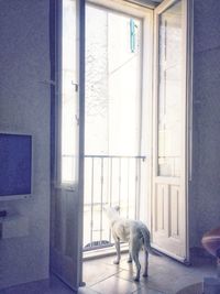 View of a dog looking through window